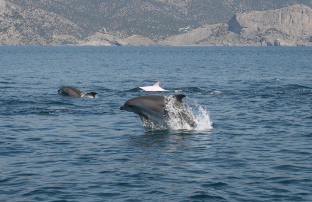 Дельфины в море возле Балаклавы